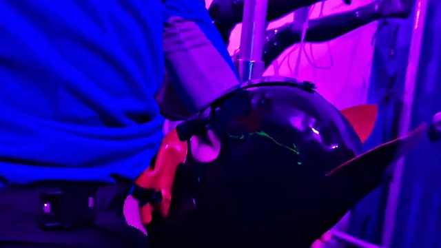 2-4-1 Rubber Gimp VR CBT Electro and fuck marathon